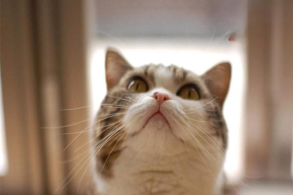 猫咪变黄是生病了吗？