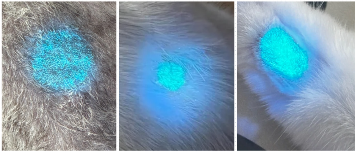 猫癣用灯照是什么样的？