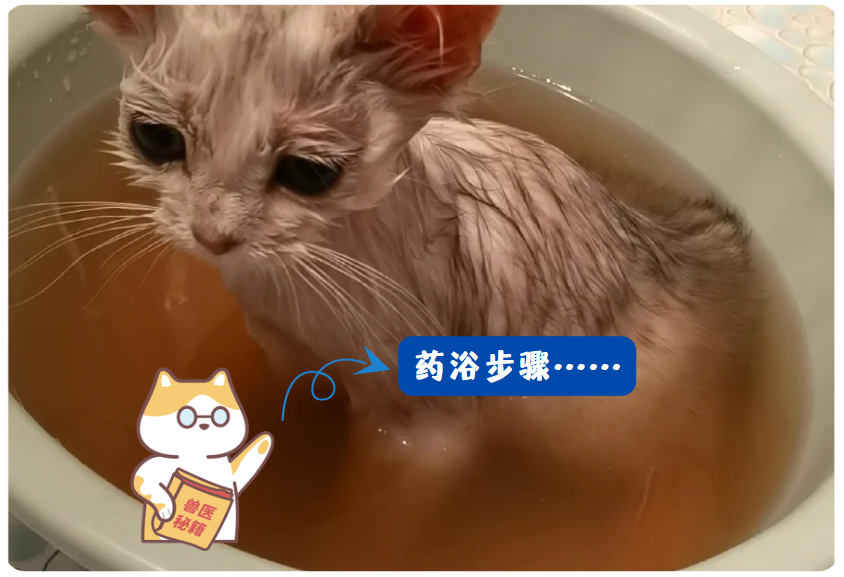 猫咪感染猫癣怎么办