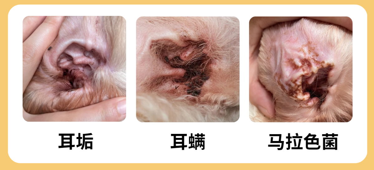 狗狗耳朵裏有黑色的髒東西