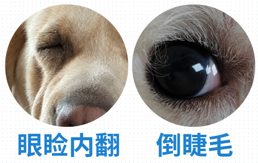 狗狗眼睛红流用什么药？