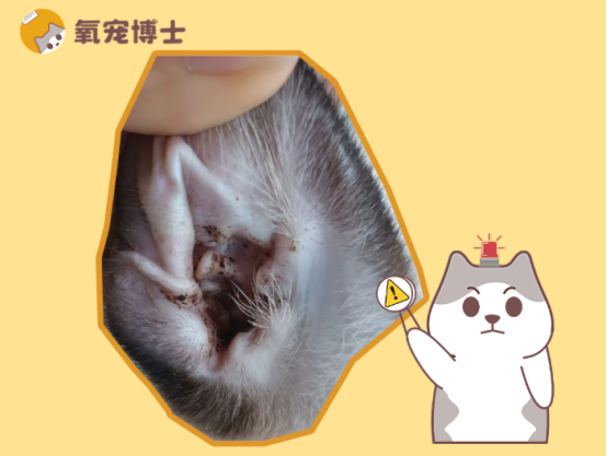 小猫耳朵里有很多黑色的东西