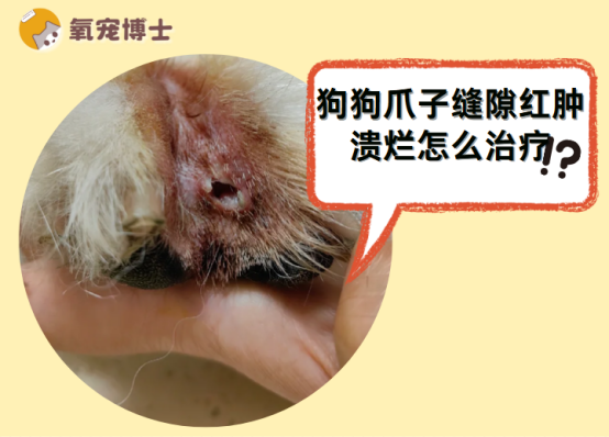狗狗爪子缝隙红肿溃烂怎么治疗？