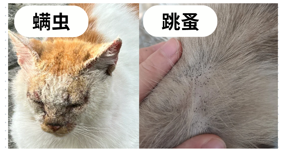 猫咪感染寄生虫