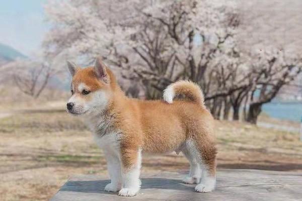 法老王獵犬飼養方法