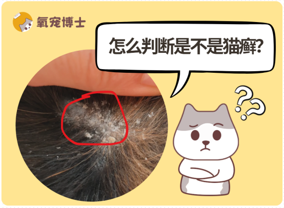 怎么判断猫咪是不是得了猫癣