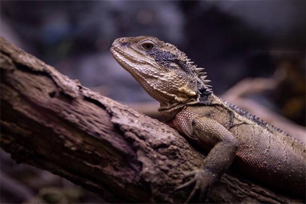 鬃獅蜥怎麼養