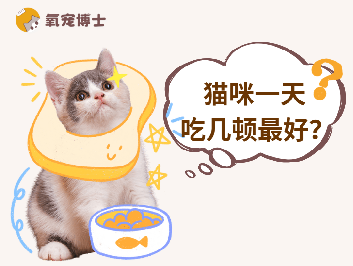 猫咪一天喂几顿比较好？你做对了吗？