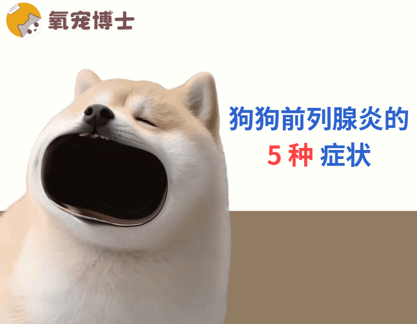 狗狗高烧尿血？小心这个“男科”疾病，死亡率高达20%！