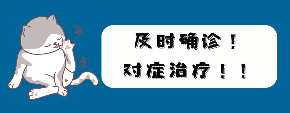 猫咪皮肤病怎么治疗？