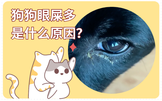 狗狗眼屎多是什麼原因？