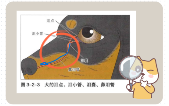 小狗有眼屎吃什么药？