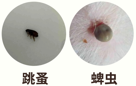 狗狗感染寄生虫