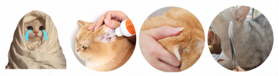 怎么给猫咪清理耳朵？