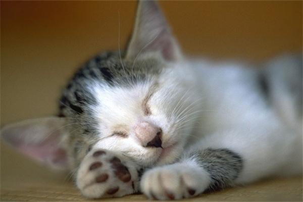 猫咪为什么喜欢捂着脸睡觉呢？