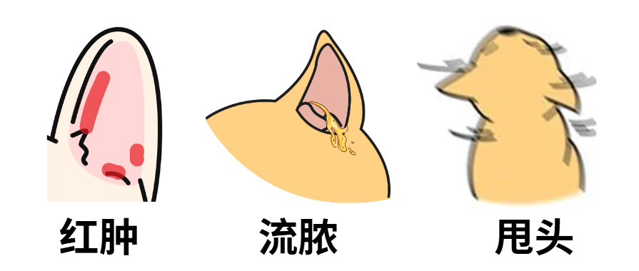 狗狗耳朵有難聞的氣味