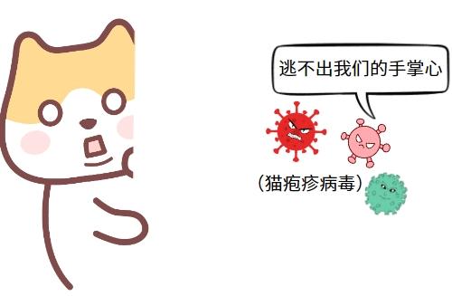 揭秘：猫疱疹病毒真的会传染给人类吗？