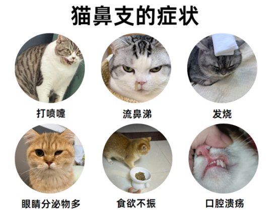 貓鼻支是什麼？
