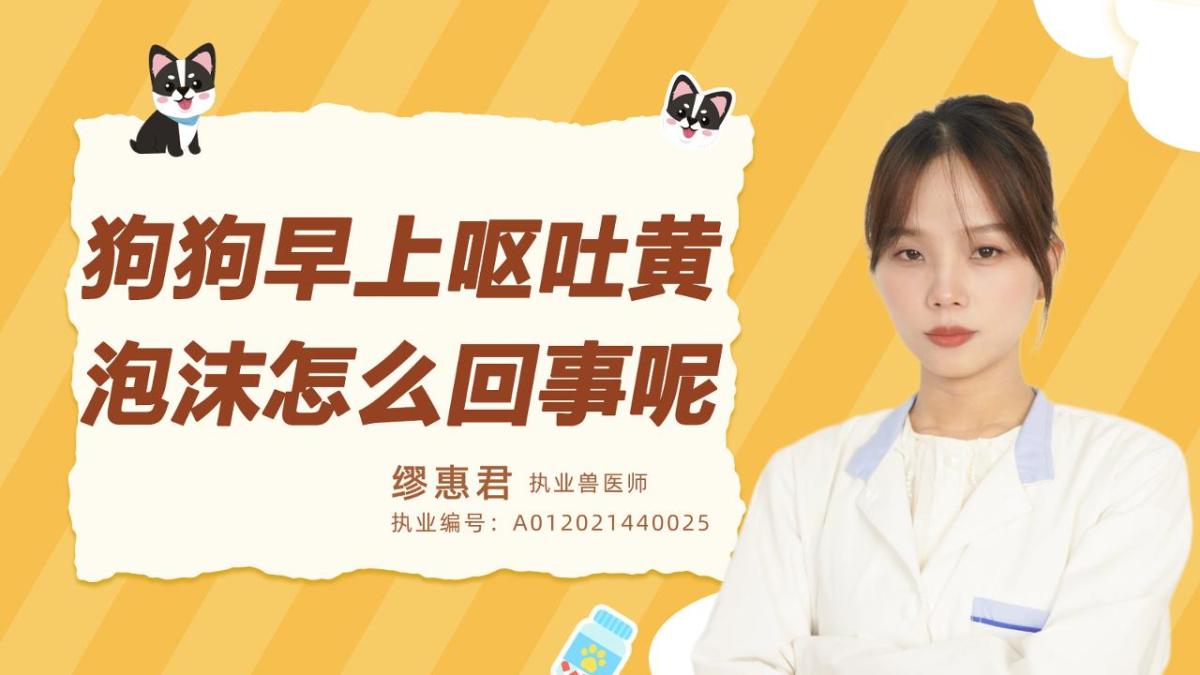 狗狗早上呕吐黄泡沫是怎么回事呢？