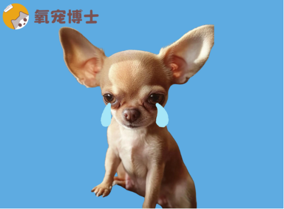 狗狗有一只眼睛總是流眼淚？可能是這些原因！