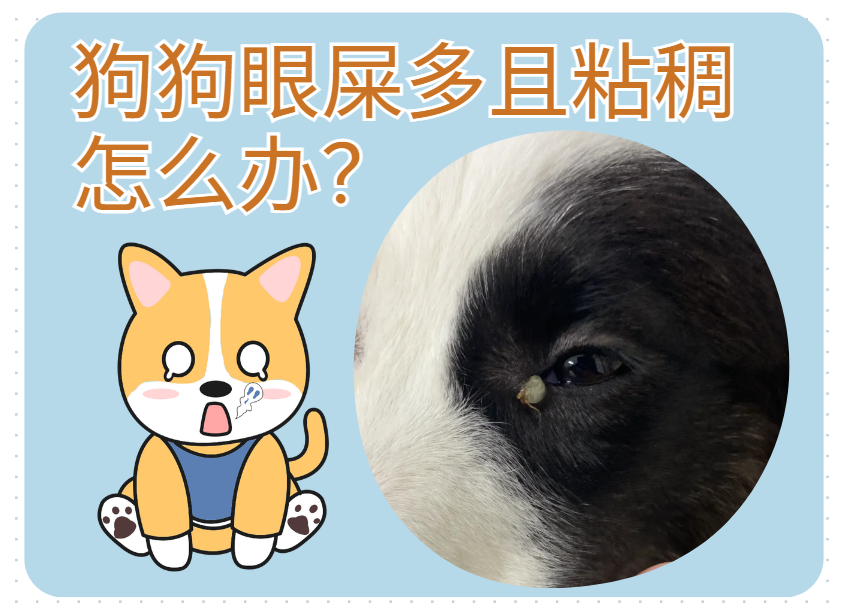 狗狗眼屎特别多还很黏稠怎么回事？