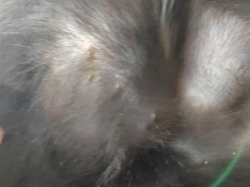https://s.isdpp.com/images/nHLzonxI4lwXelks
