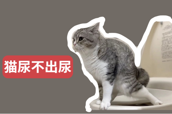 猫尿不出来尿怎么解决？