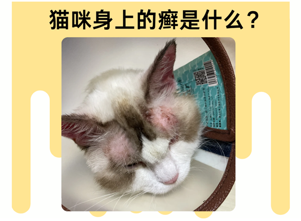 猫咪身上的癣是什么？