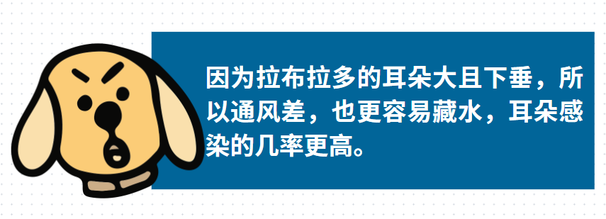 拉布拉多耳朵里面好像化脓了