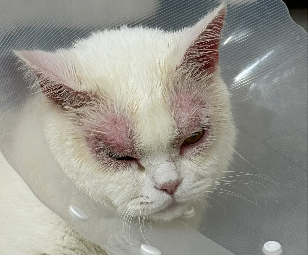 猫咪眼皮突然红肿掉毛