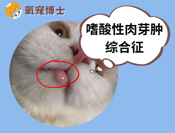 猫咪下嘴唇肿了一块？别慌！其实是嗜酸性肉芽肿
