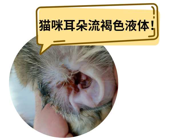 猫咪耳朵流出棕褐色液体怎么办？快速了解治疗步骤