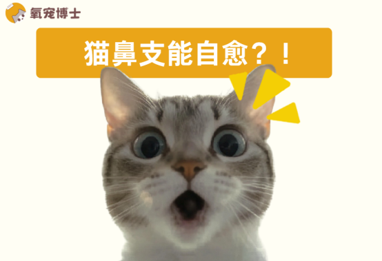 猫鼻支能自愈吗