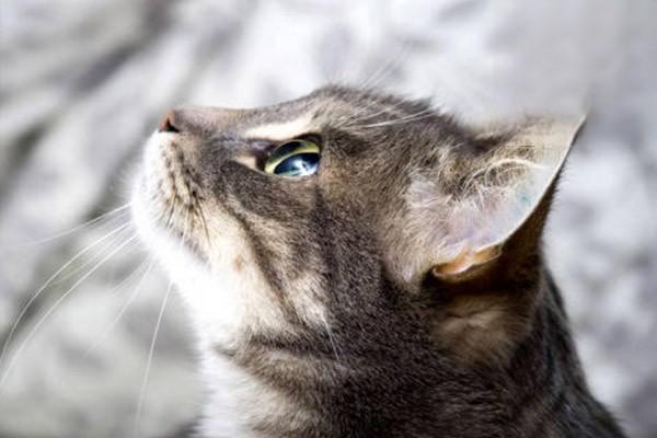 猫癣怎么治疗，猫癣，猫皮肤病，猫藓有哪些症状怎么治