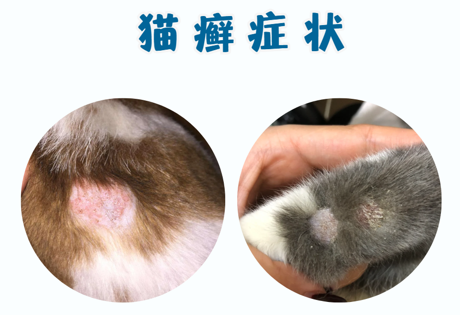 猫咪感染猫癣的症状