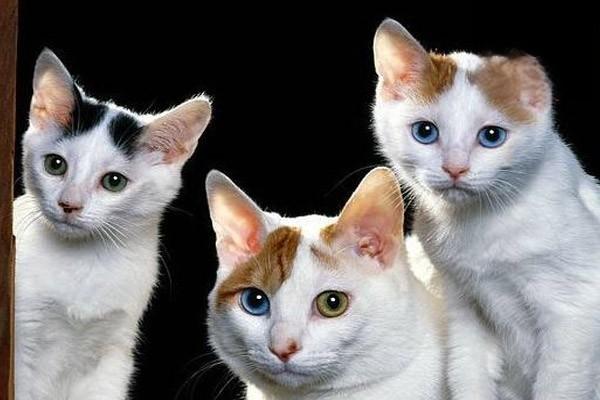 猫咪常见的眼部疾病结膜炎