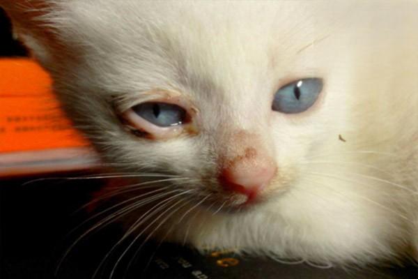 猫眼睛肿，猫眼睛睁不开，猫眼睛流脓，小猫眼睛突然肿了怎么回事