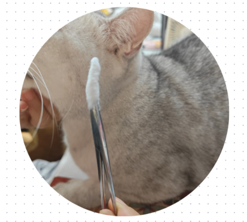 猫耳朵里的黑色分泌物怎么清理