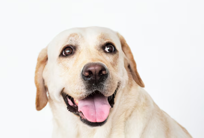 别再被虚标坑了！狗狗辅酶Q10高含量靠谱品牌推荐