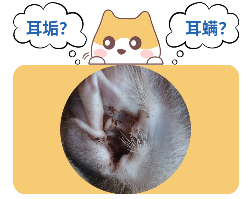 猫耳朵里有黑色脏东西是不是耳螨？不一定哦~