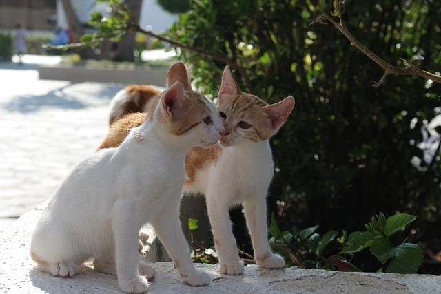 被猫咬出血要打针吗？这2类猫必须警惕