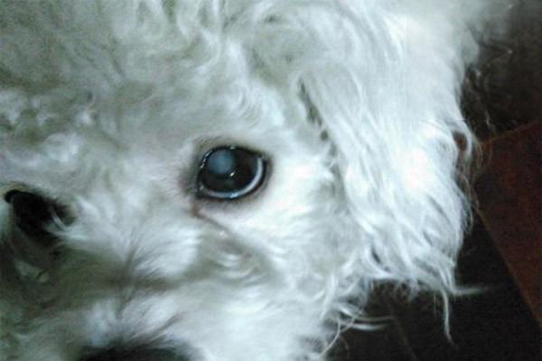 狗狗眼睛变白是什么病.jpg