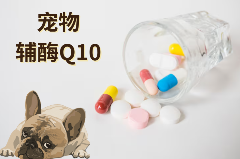 狗狗辅酶Q10哪个品牌好？