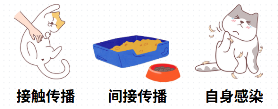 猫耳朵上长癣毛掉了怎么办