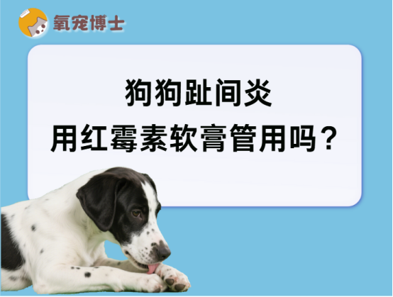 狗狗趾间炎用红霉素软膏管用吗？能用≠万能