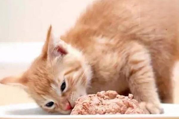 猫食物中毒