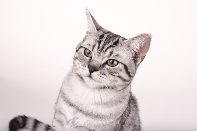 幼猫 / 短毛猫 / 无毛猫需要化毛膏吗？不同品种年龄喂养指南