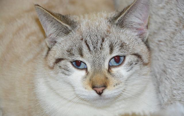 猫咪便血（拉粑粑有血）是怎么回事？医学分级诊断与处理原则