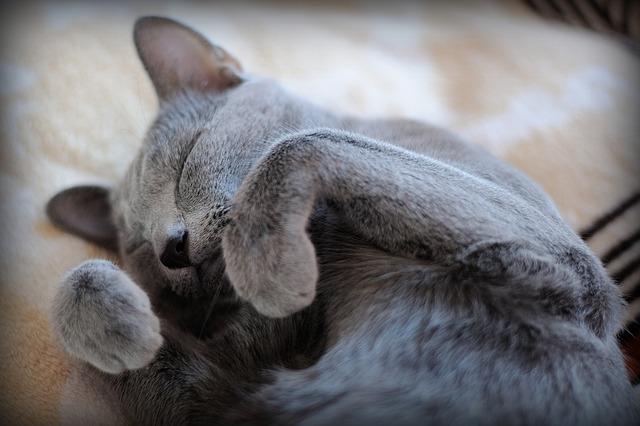 如何判断猫咪是否有泌尿道问题？保姆级自查指南