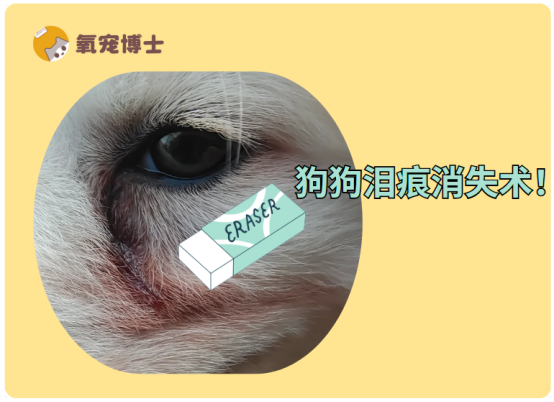 狗狗泪痕严重怎么快速去除？秘籍大公开！